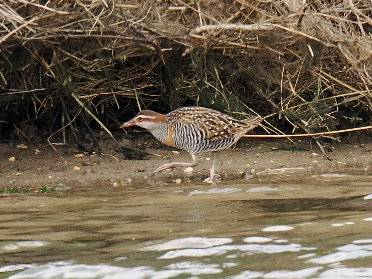 Buff-banded Rail - ML624219829