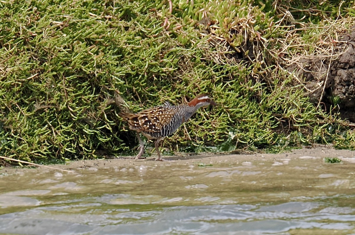 Buff-banded Rail - ML624219830