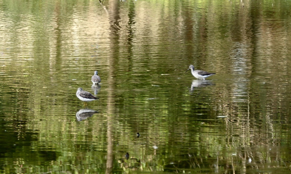 Lesser Yellowlegs - ML624219831