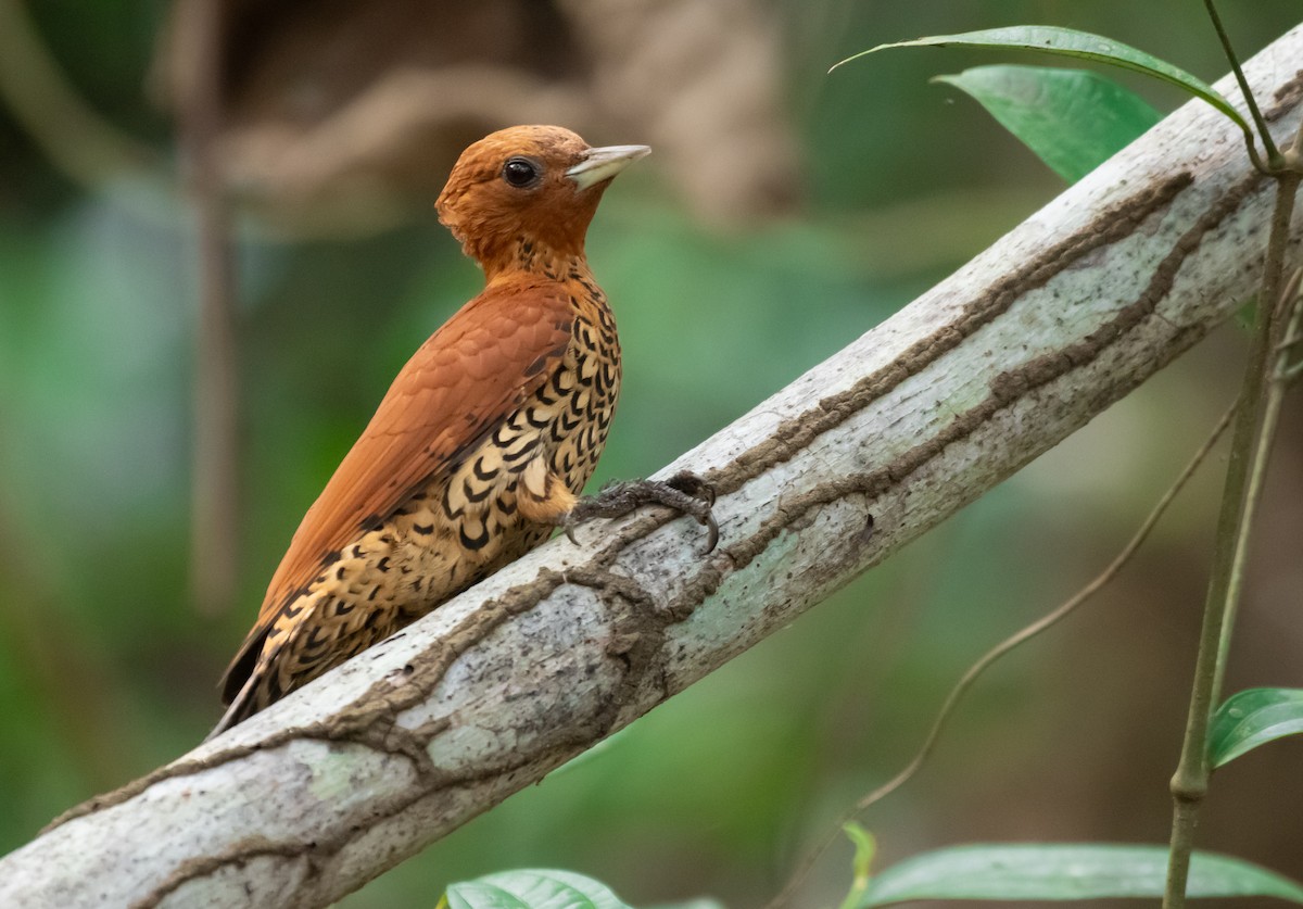 Cinnamon Woodpecker - ML624219832