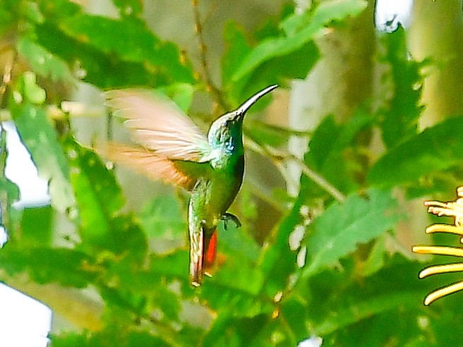 Green-throated Mango - Xueping & Stephan Popp