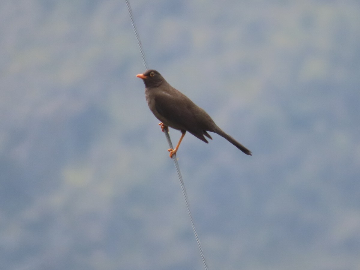 Great Thrush - ML624219835