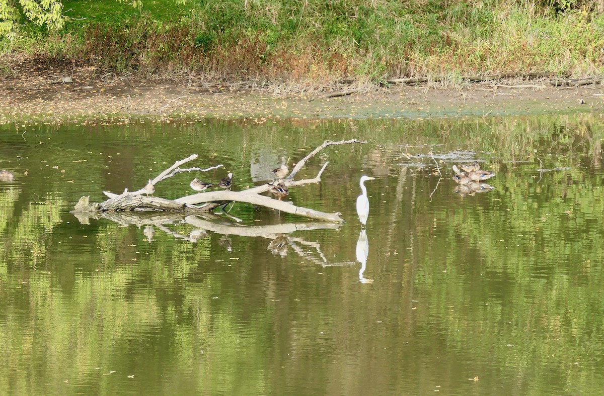 Great Egret - ML624219836