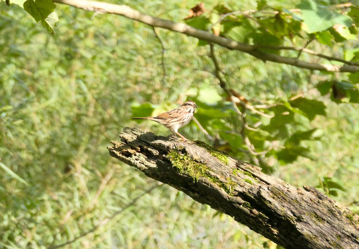 Song Sparrow - ML624219839