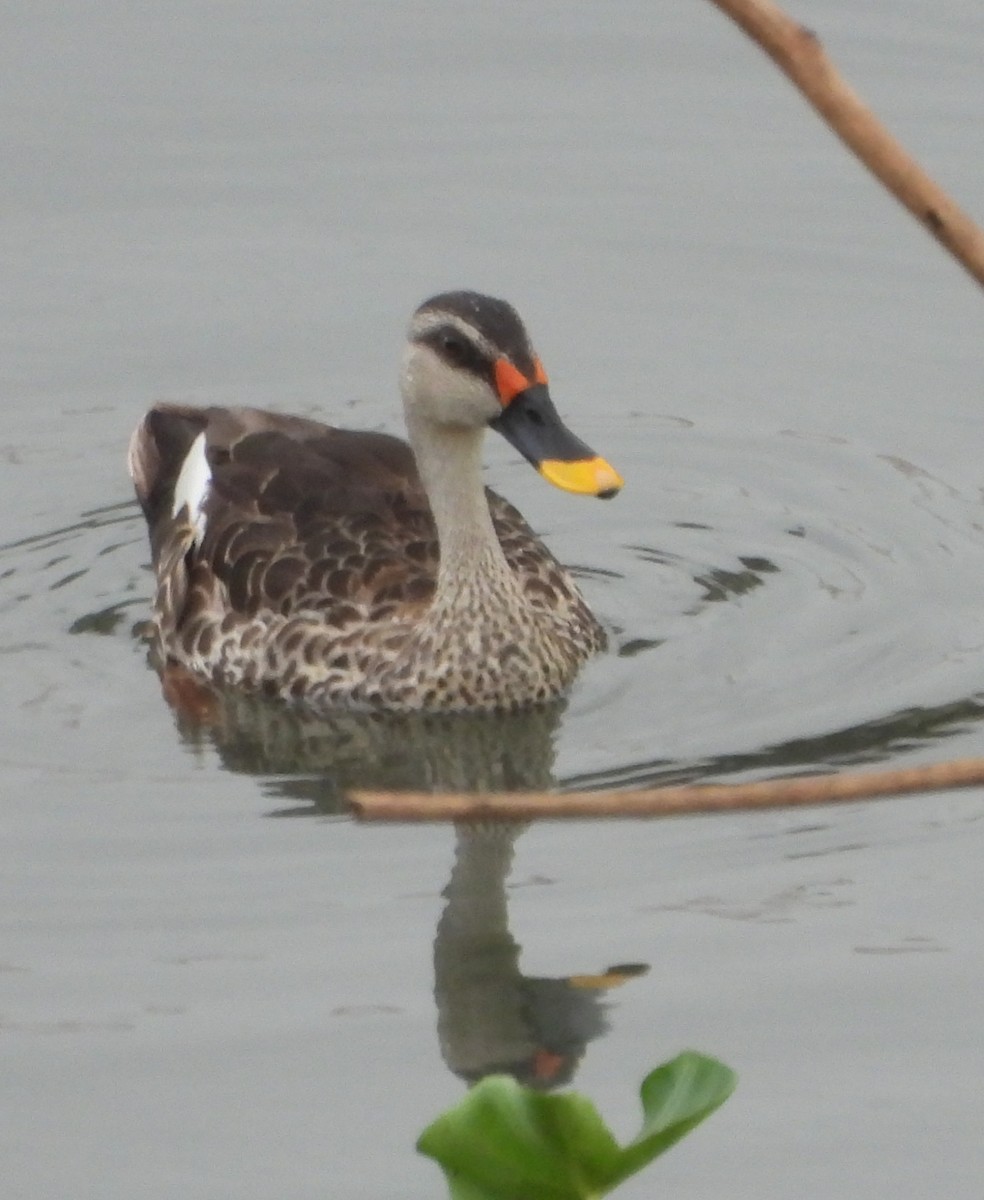 Indian Spot-billed Duck - ML624219843