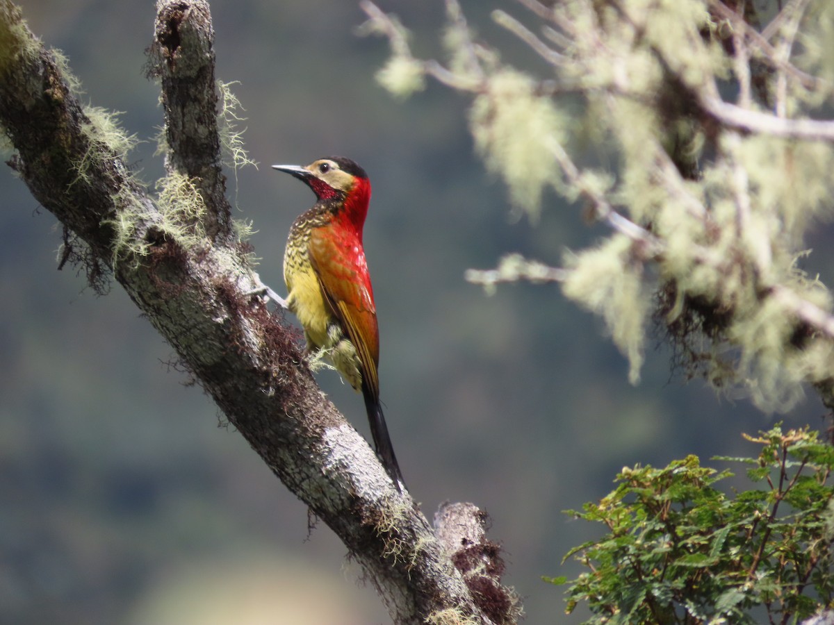 Crimson-mantled Woodpecker - ML624219844