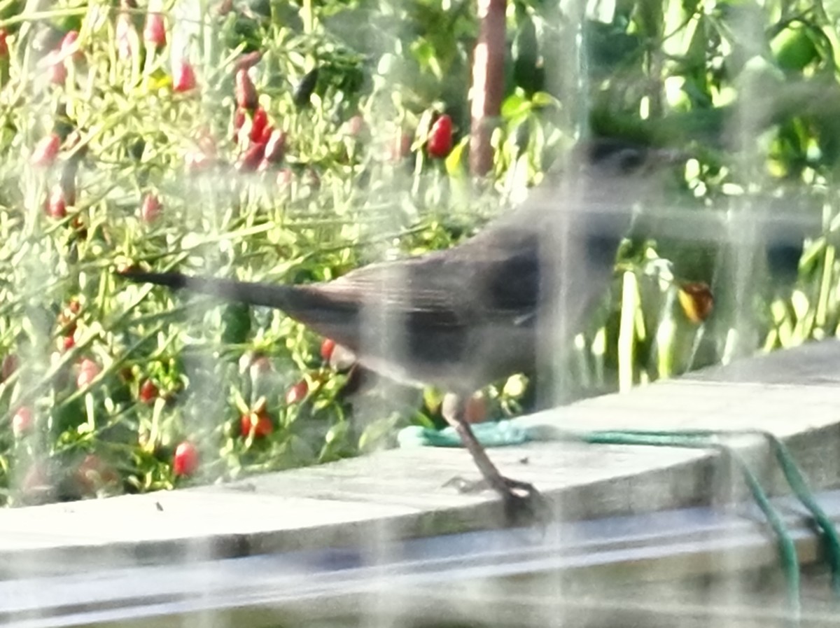 Gray Catbird - ML624219848