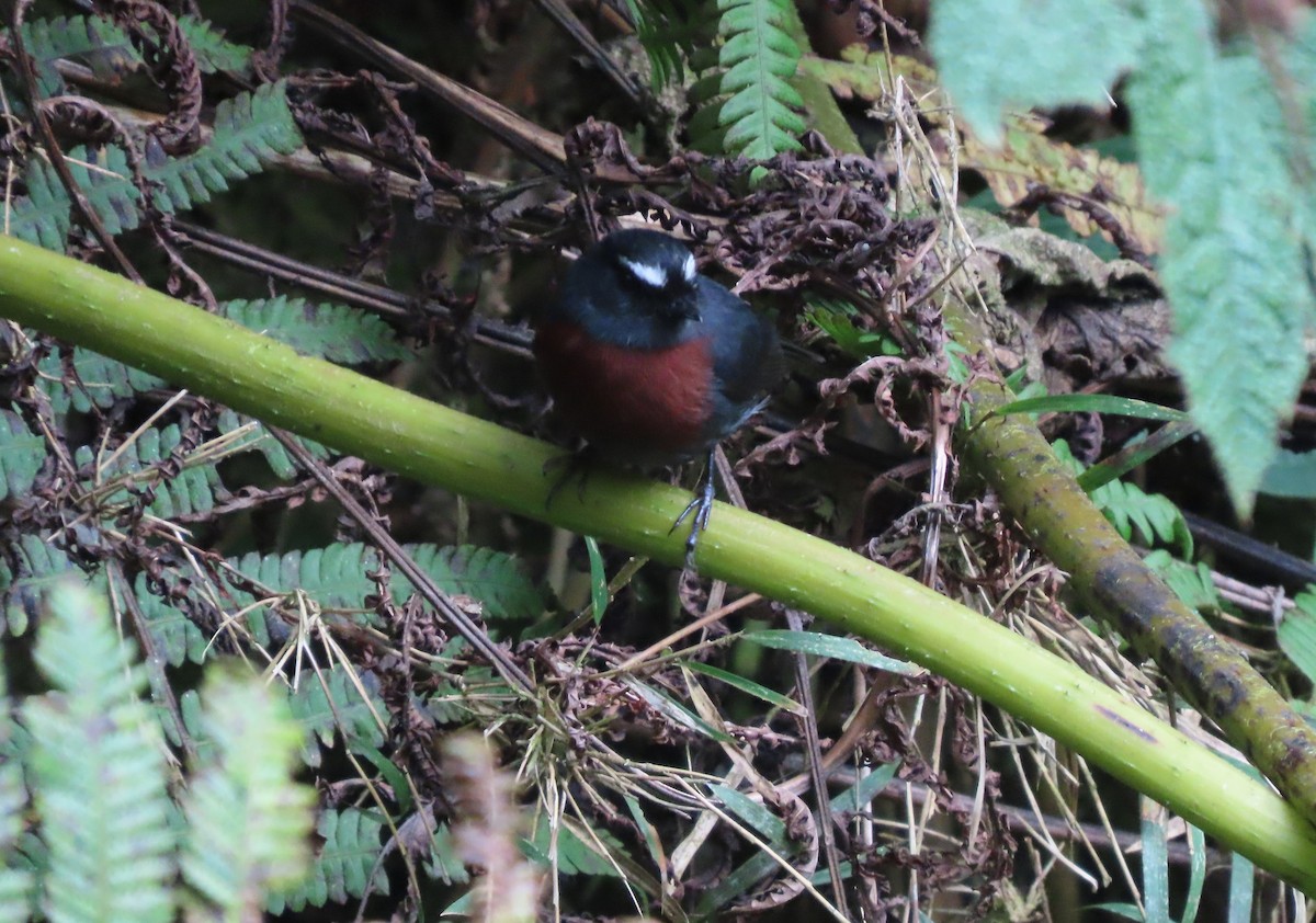 Maroon-belted Chat-Tyrant - ML624219851