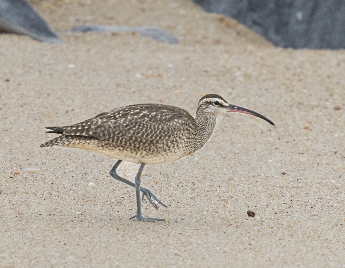 Whimbrel - ML624219852