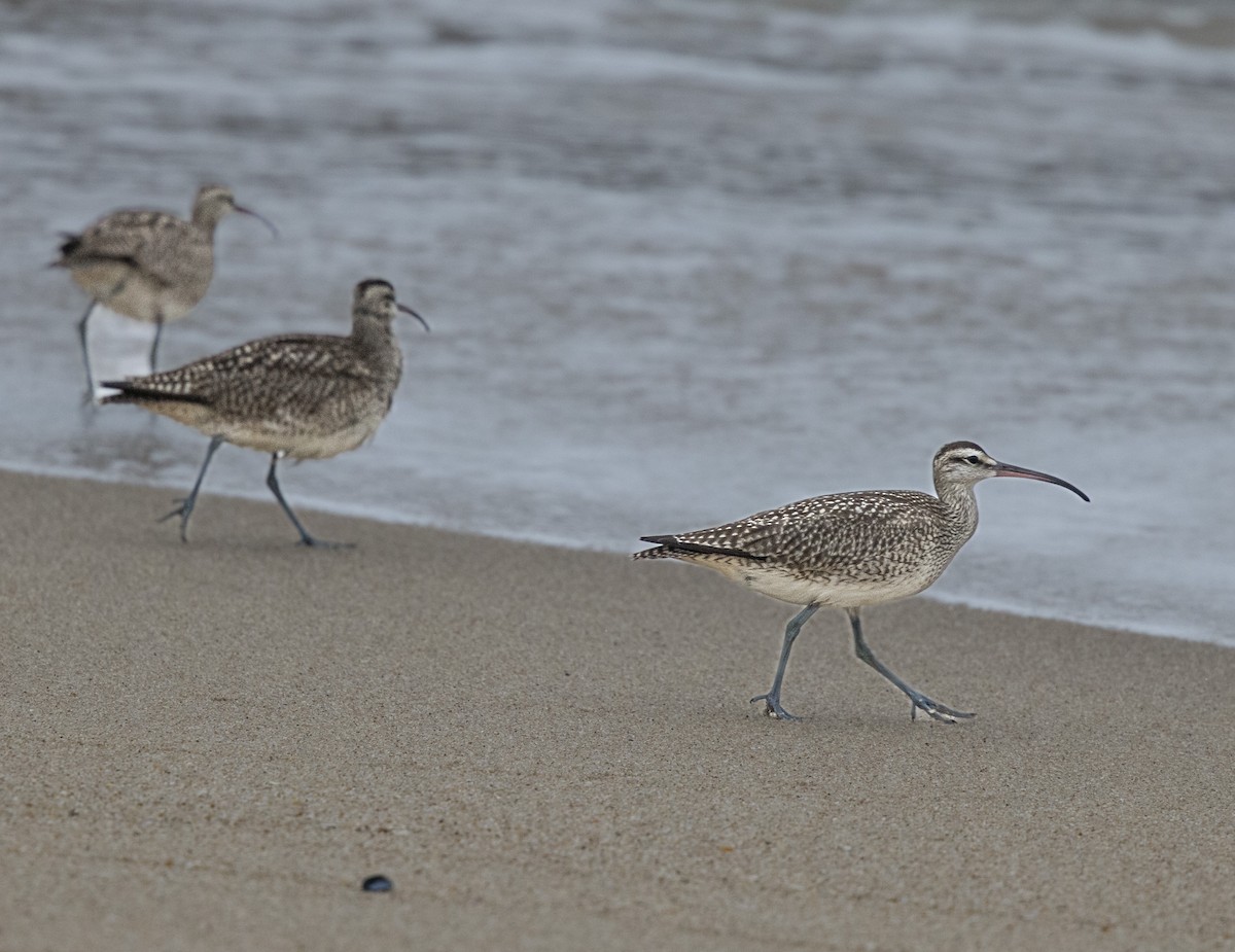 Whimbrel - Kim  Garrison