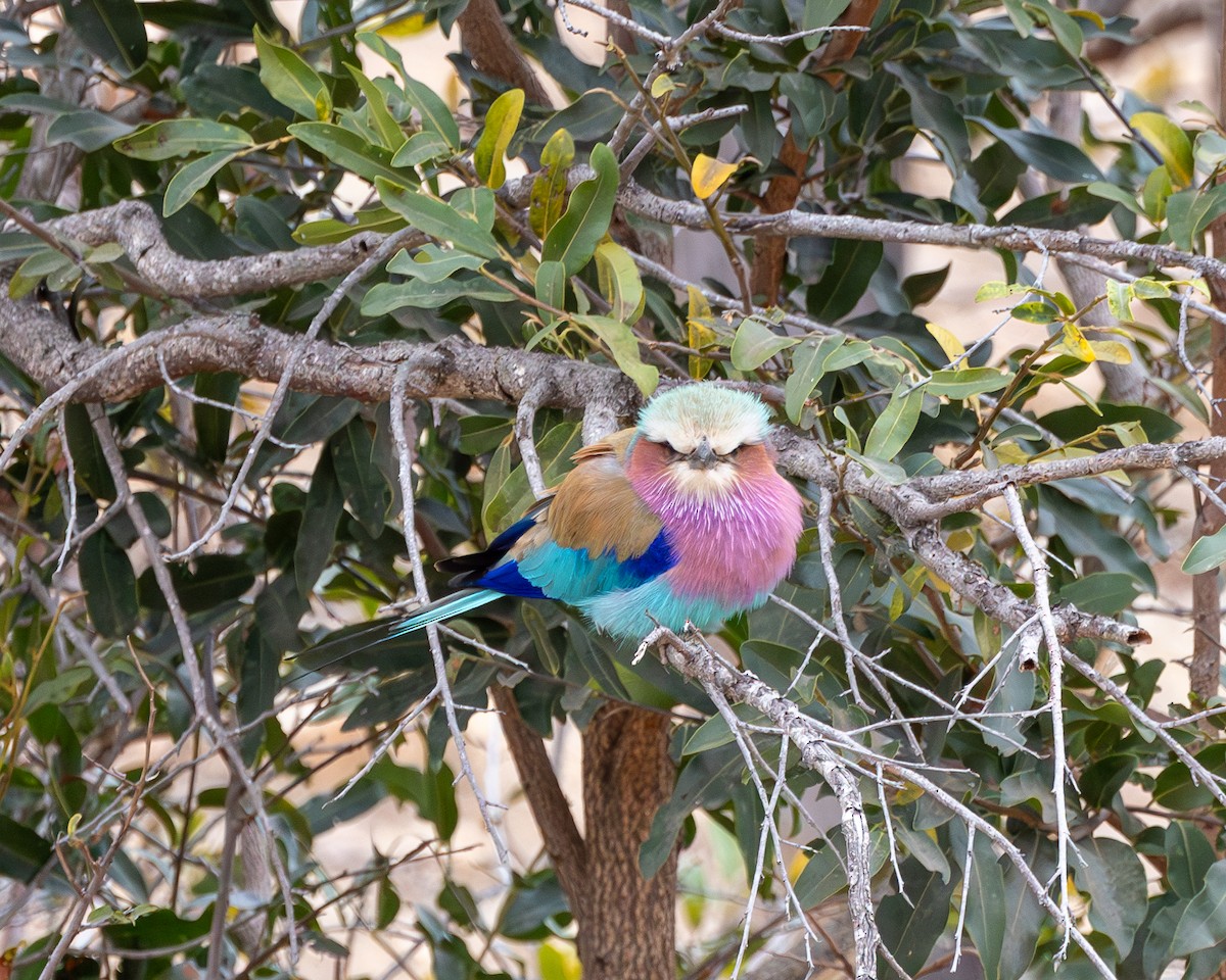 Lilac-breasted Roller - ML624219855