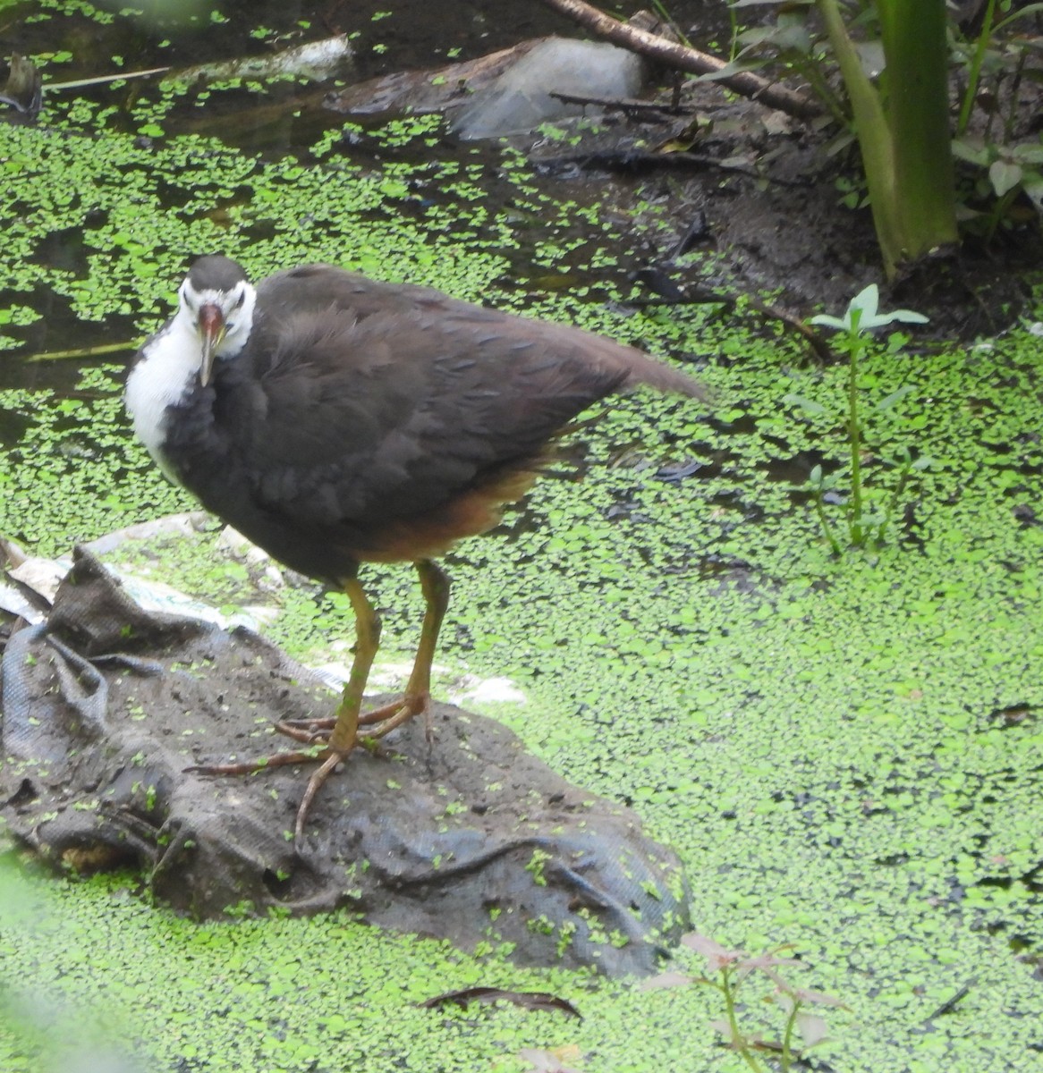 White-breasted Waterhen - ML624219857