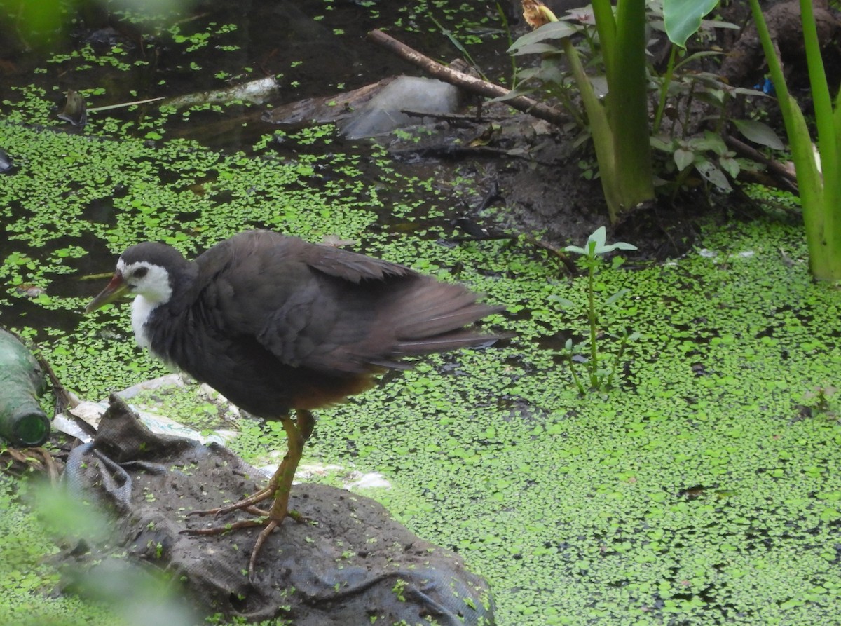 White-breasted Waterhen - ML624219858