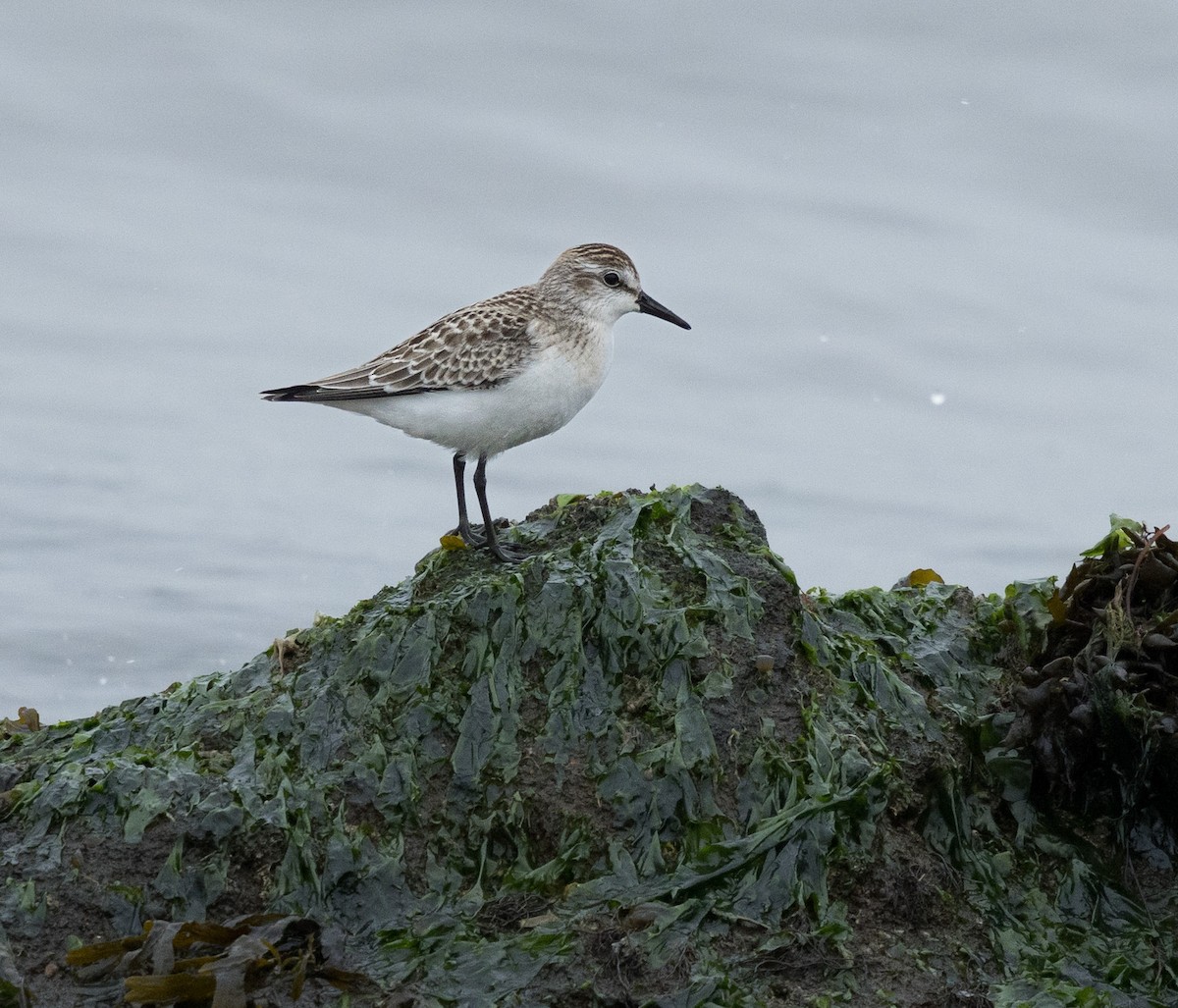 Semipalmated Sandpiper - Kim  Garrison