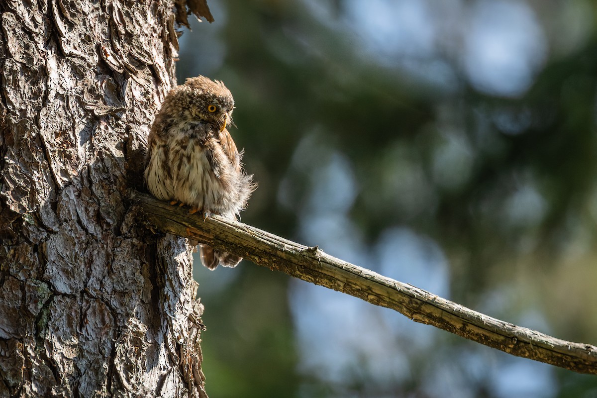 Eurasian Pygmy-Owl - ML624219863