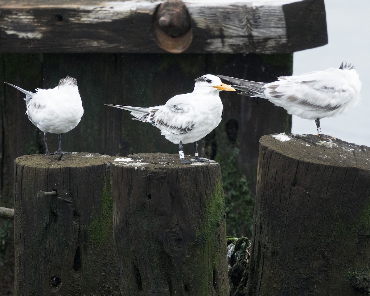 Royal Tern - ML624219865