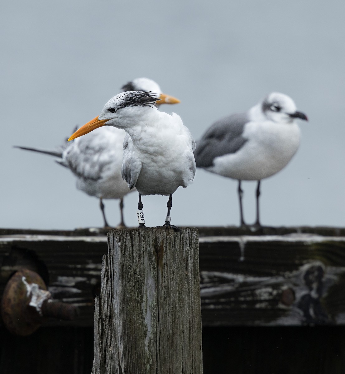 Royal Tern - ML624219866