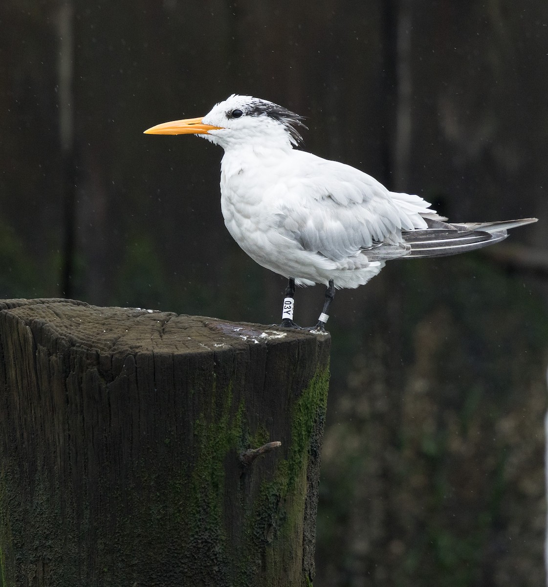 Royal Tern - ML624219867