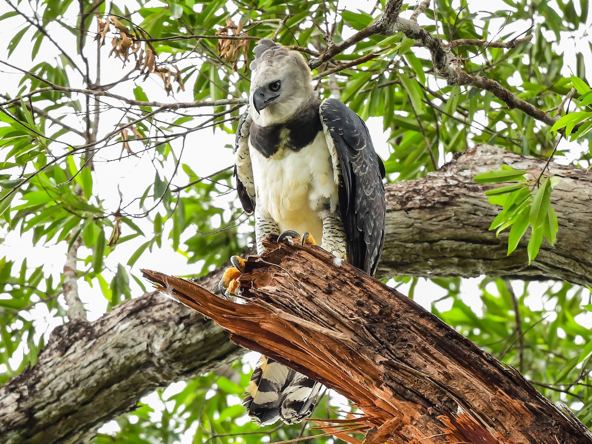 Harpy Eagle - ML624219868