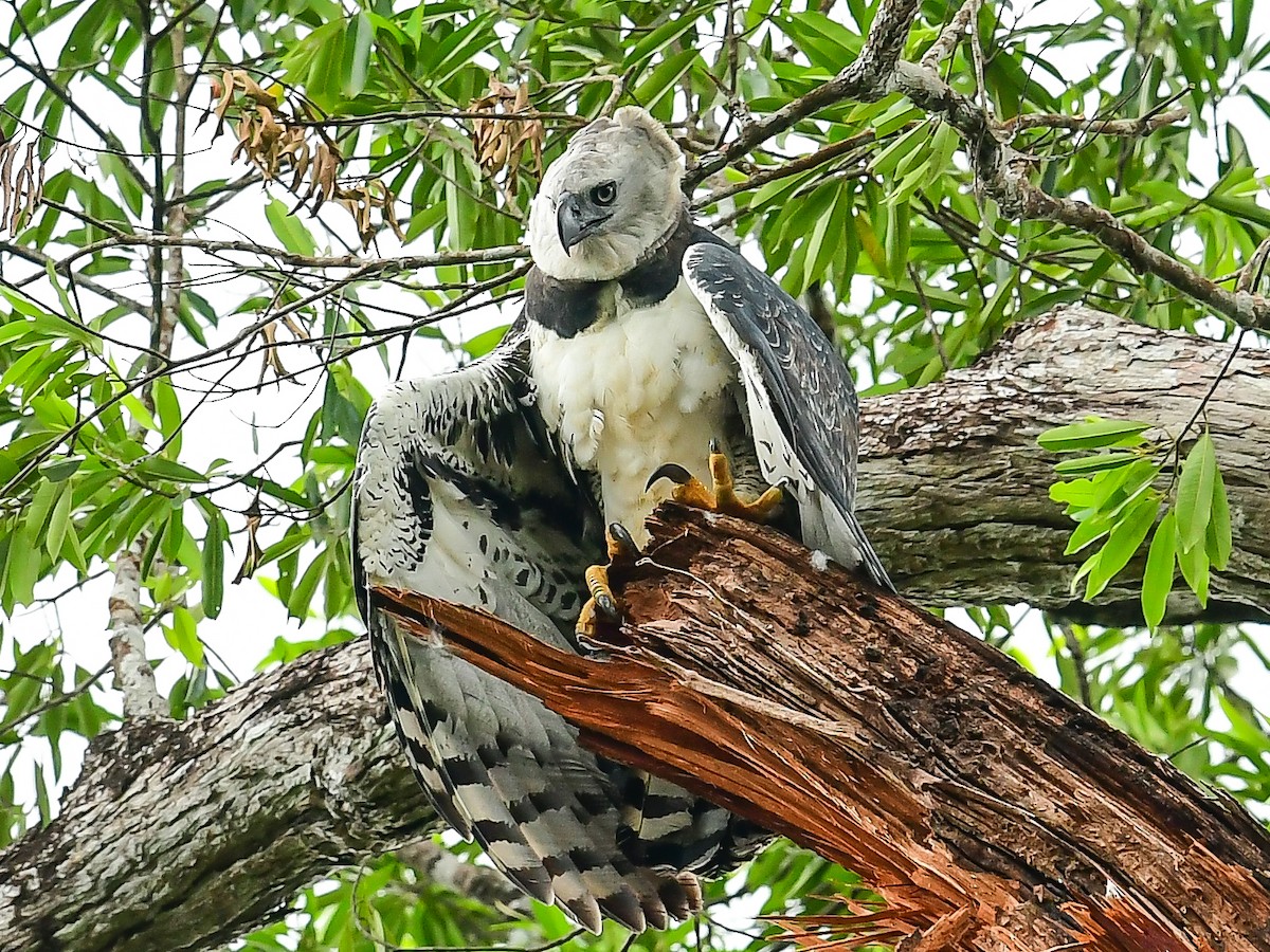 Harpy Eagle - ML624219871