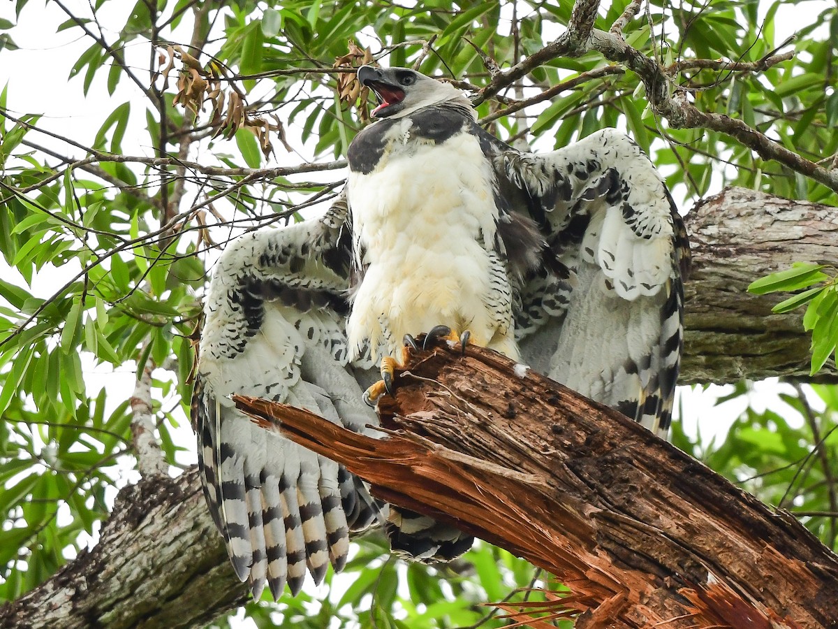 Harpy Eagle - ML624219872