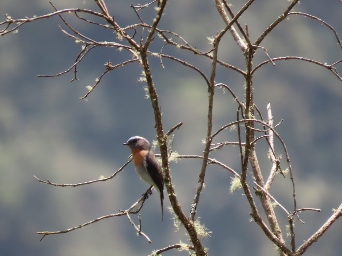 Rufous-breasted Chat-Tyrant - ML624219885