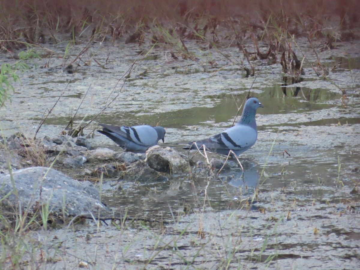 Rock Pigeon (Feral Pigeon) - ML624219889