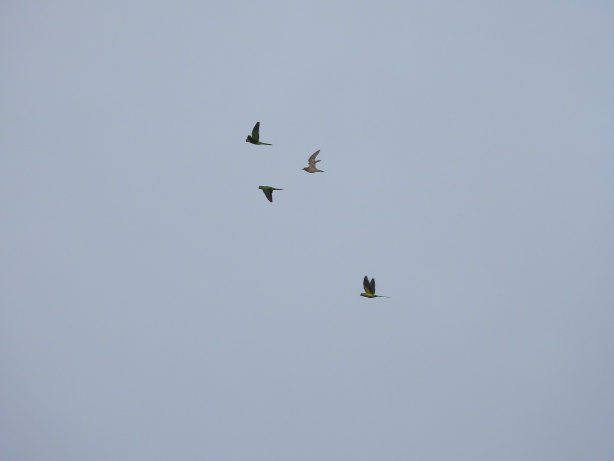 Pacific Golden-Plover - ML624219891