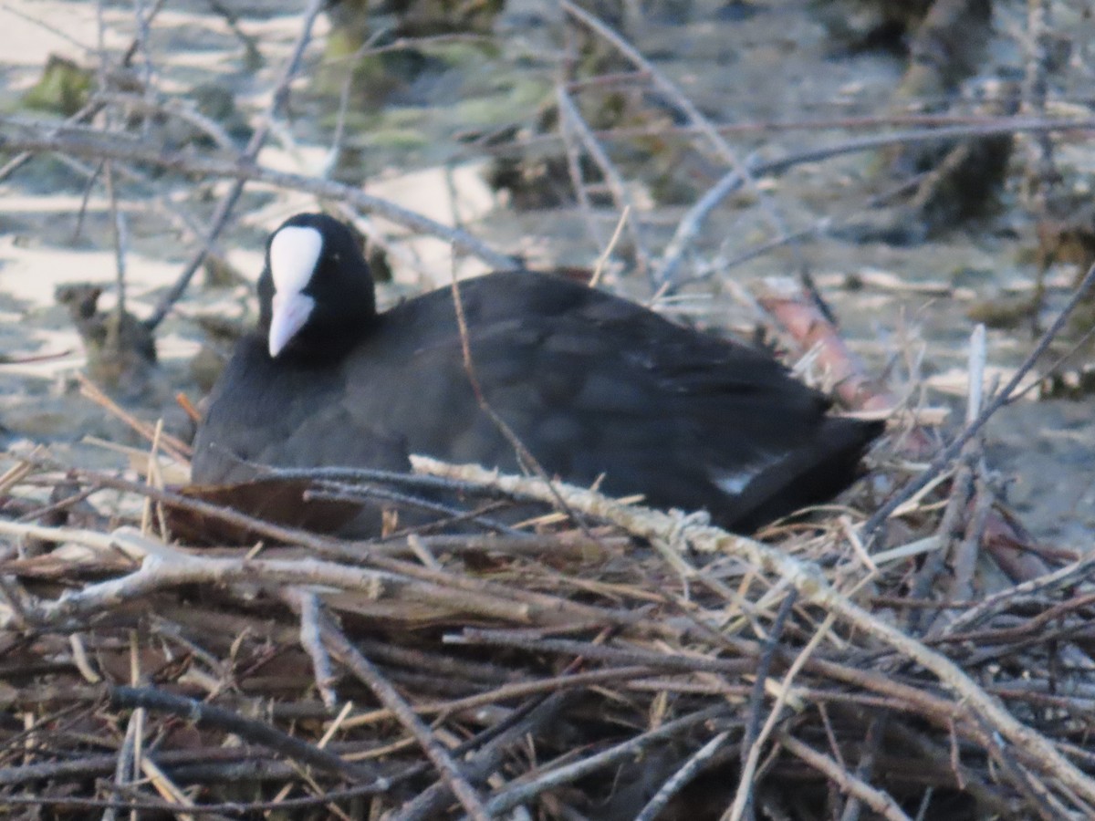 Eurasian Coot - Gargi Dalawat