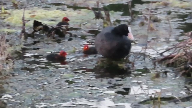 Eurasian Coot - ML624219905