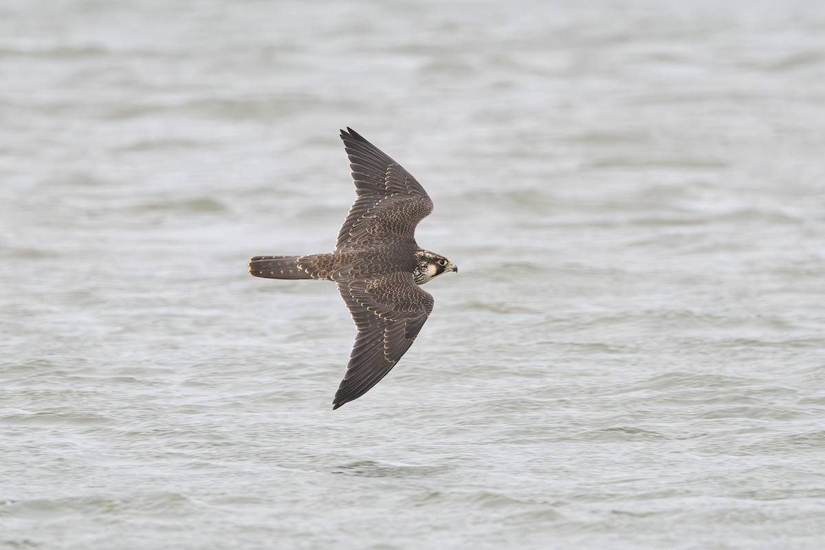 Peregrine Falcon - ML624219911