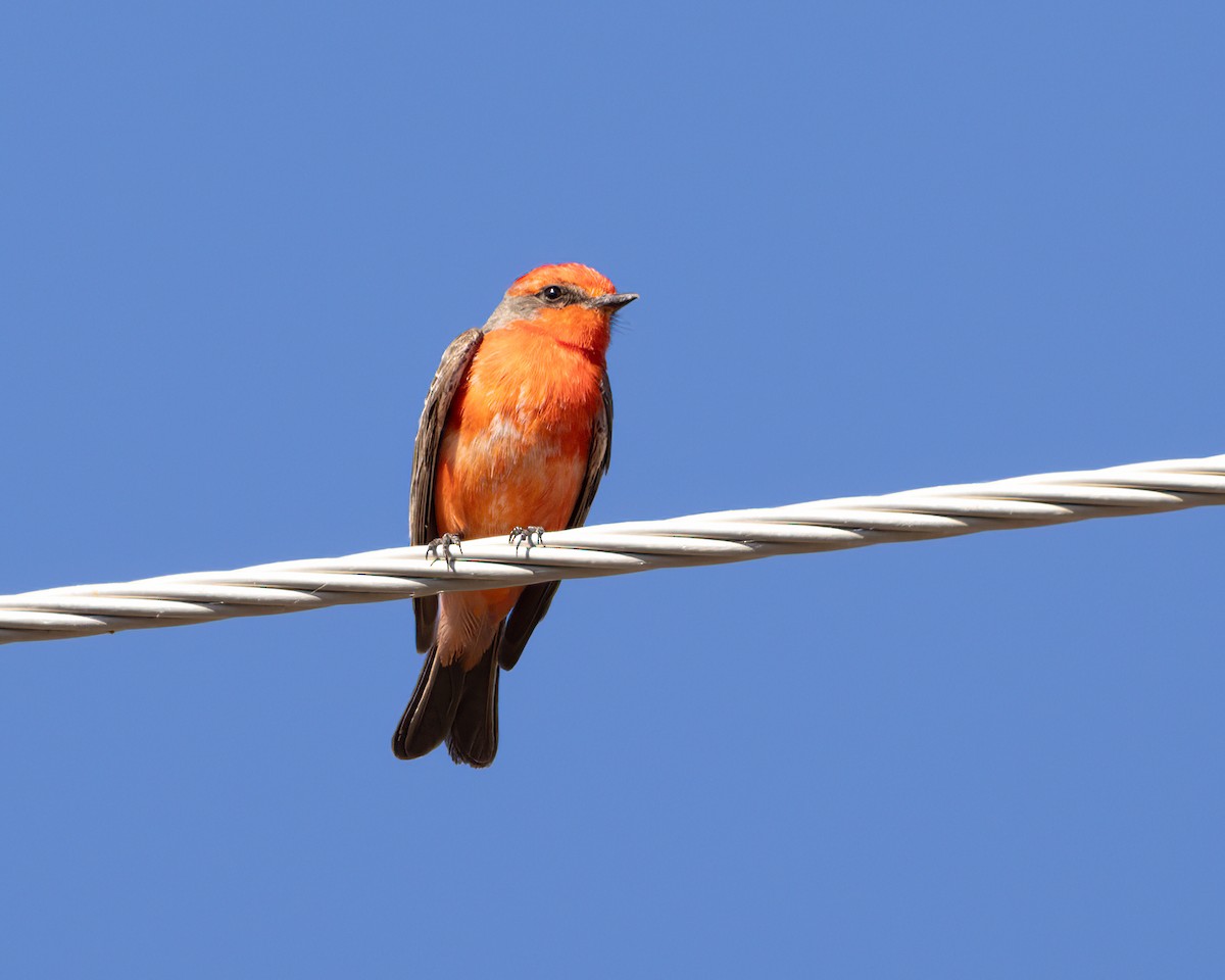 Vermilion Flycatcher - Linda Cunico