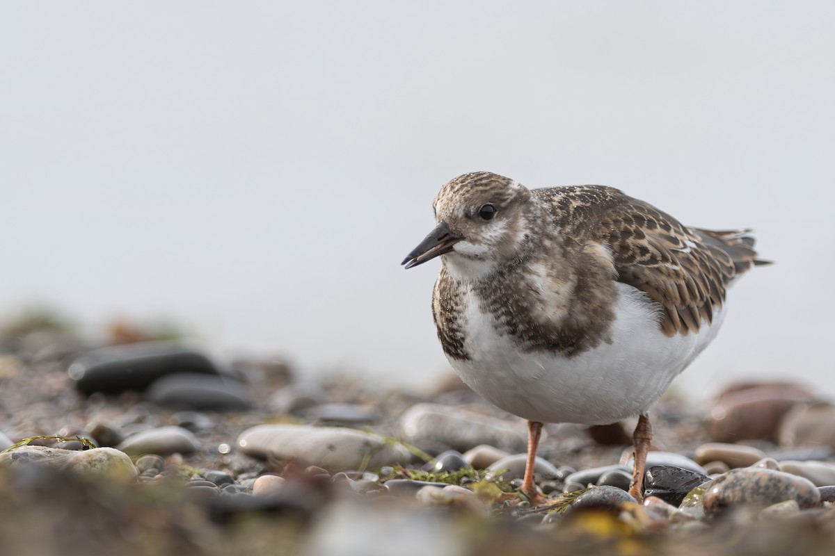 Ruddy Turnstone - ML624219917