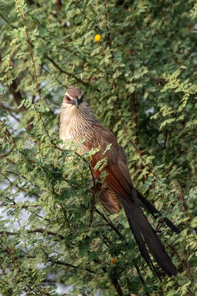 White-browed Coucal - Muhammad Alhujeli