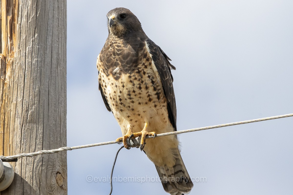 Swainson's Hawk - evalyn bemis