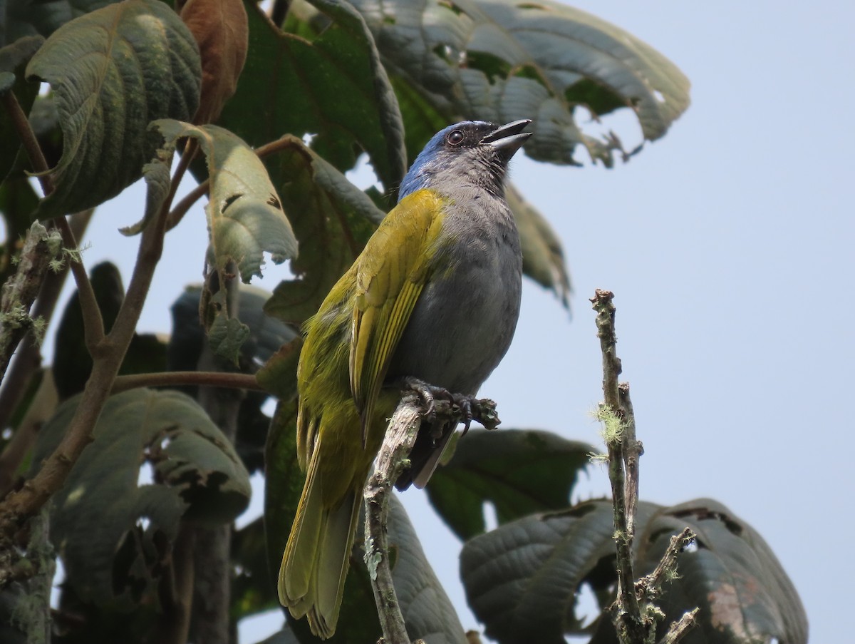 Blue-capped Tanager - Jeff Hopkins