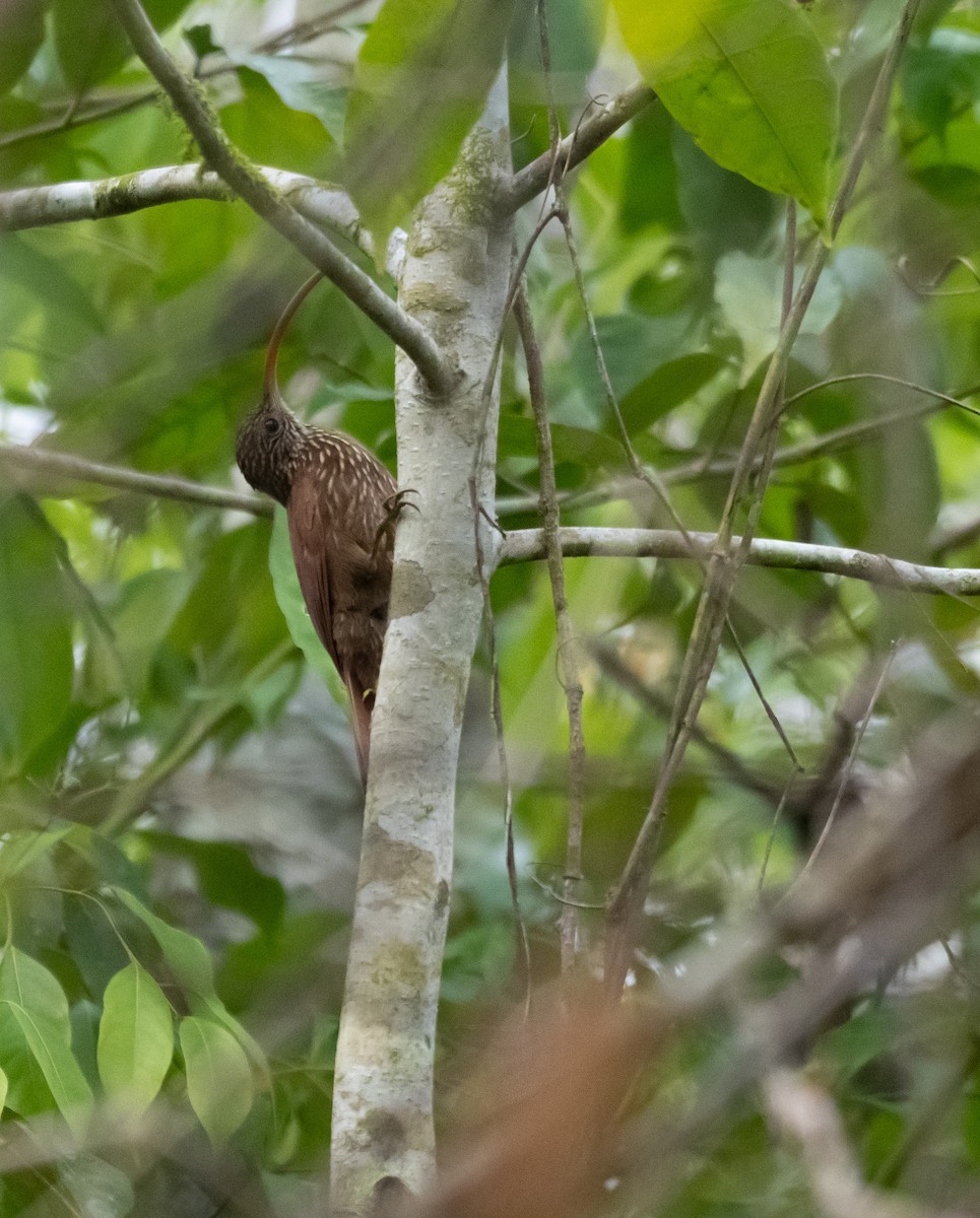 Red-billed Scythebill - ML624219928