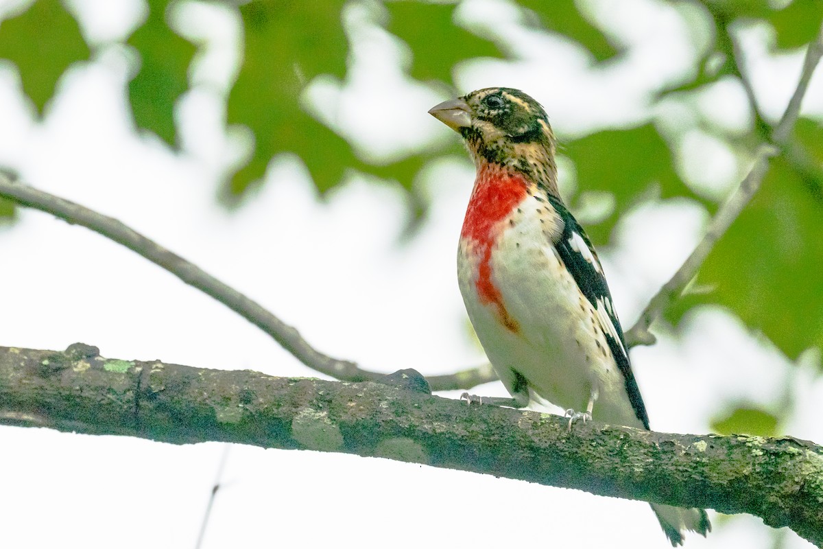 Rose-breasted Grosbeak - ML624219931