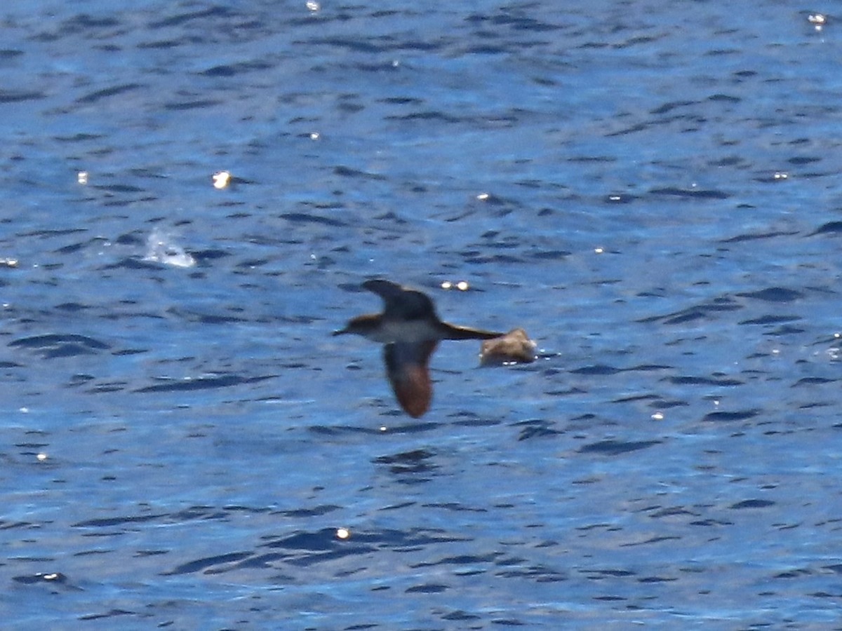 Wedge-tailed Shearwater - ML624219934