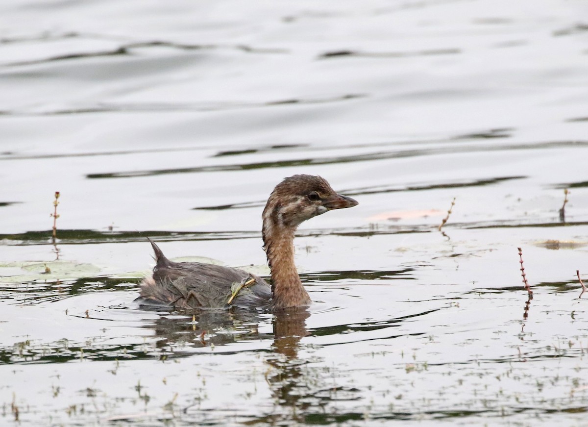 Pied-billed Grebe - ML624219937