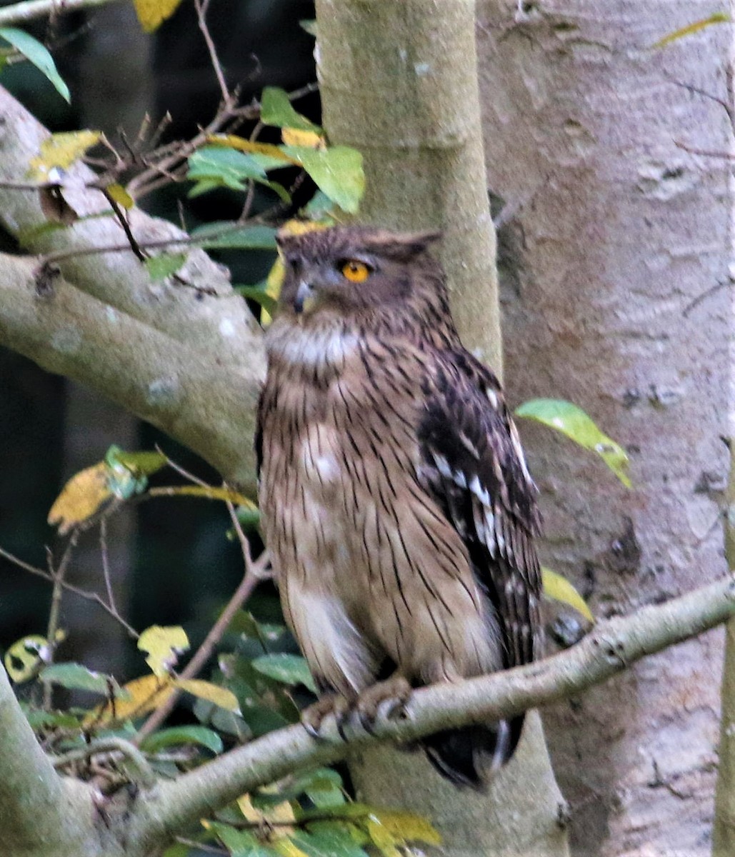 Brown Fish-Owl - ML624219938