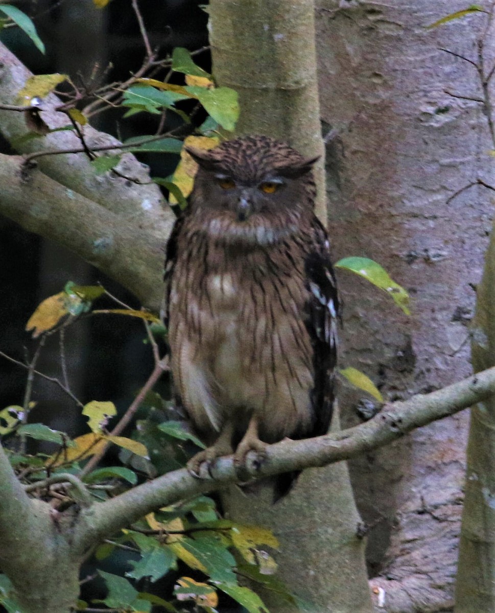 Brown Fish-Owl - ML624219939