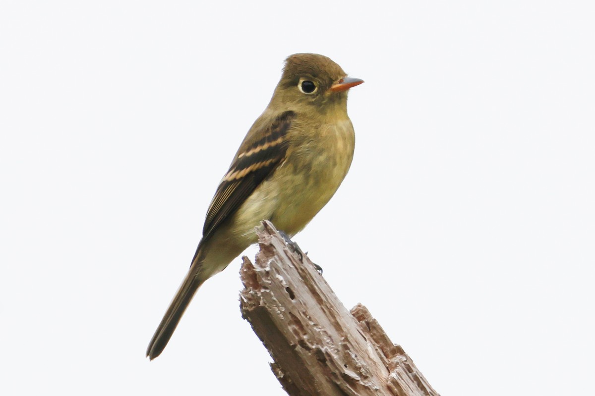 Western Flycatcher (Pacific-slope) - ML624219946