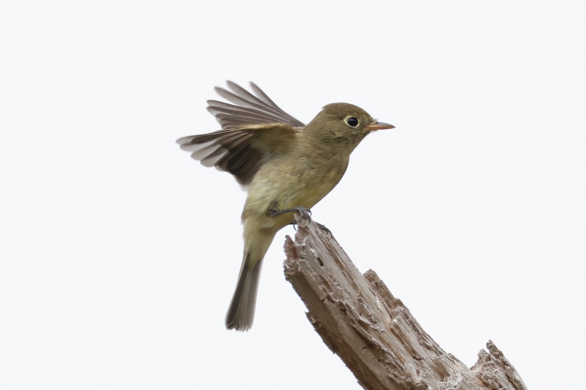 Western Flycatcher (Pacific-slope) - ML624219947