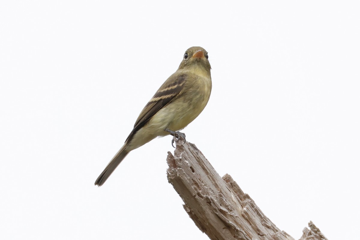 Western Flycatcher (Pacific-slope) - ML624219948