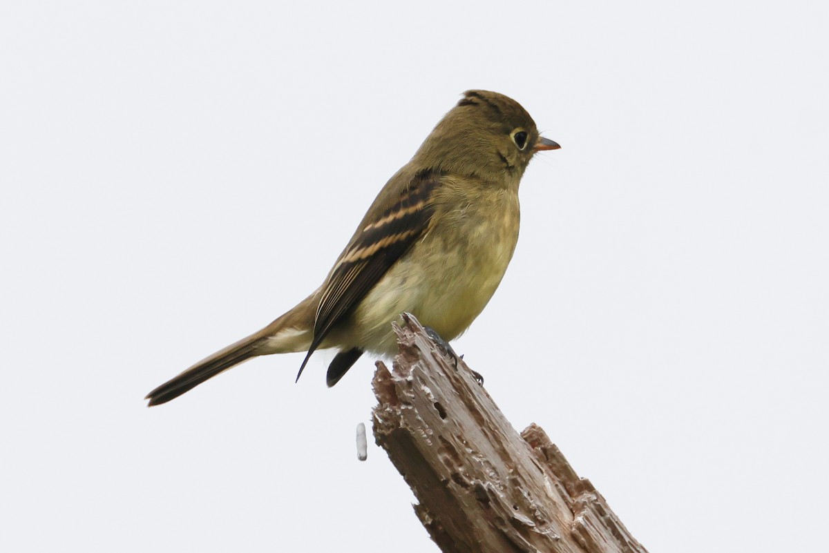 Western Flycatcher (Pacific-slope) - ML624219949