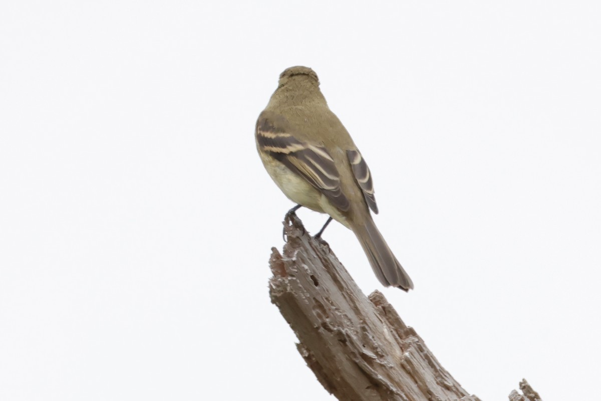 Western Flycatcher (Pacific-slope) - ML624219950