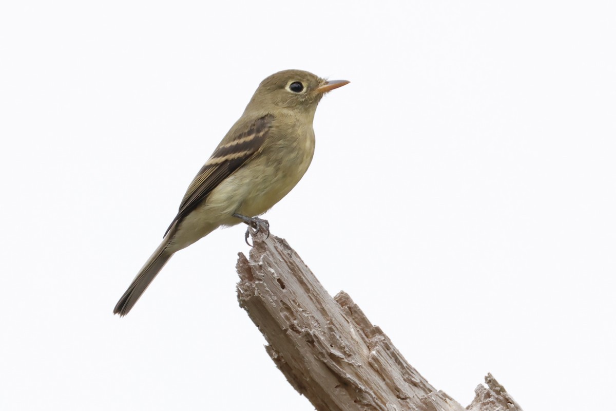 Western Flycatcher (Pacific-slope) - Mark Elness