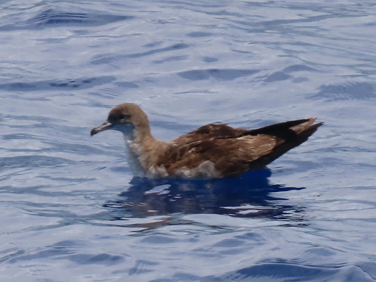 Wedge-tailed Shearwater - Bob Hargis