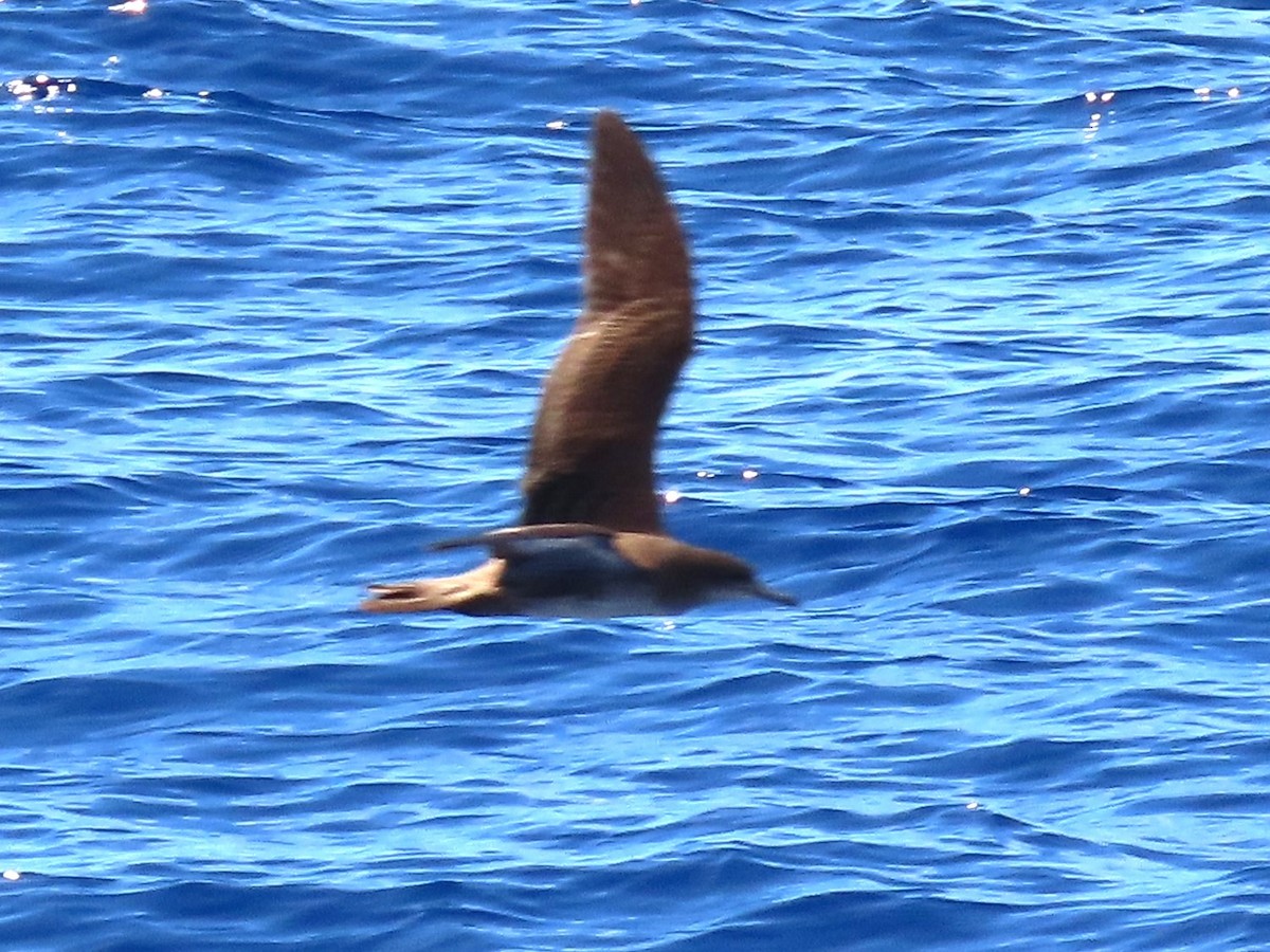 Wedge-tailed Shearwater - ML624219959